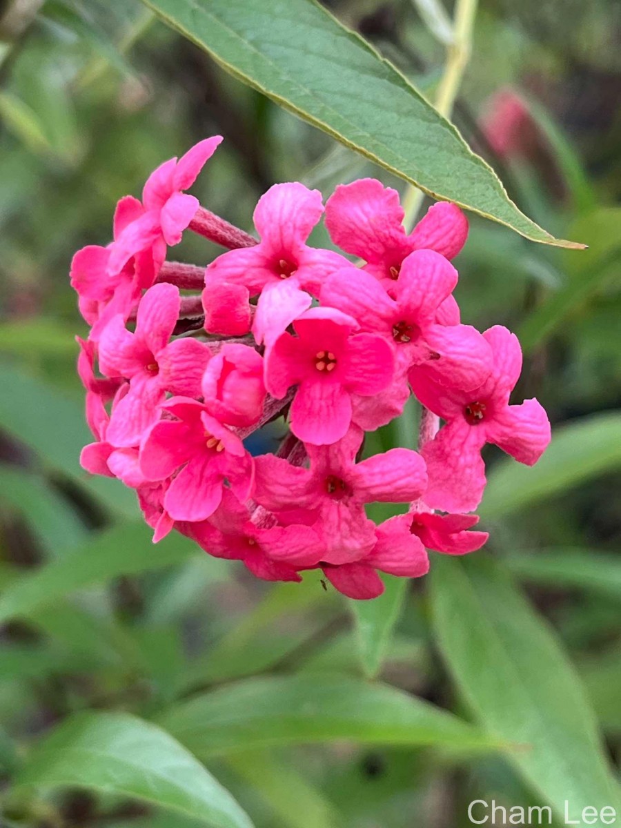 Arachnothryx leucophylla (Kunth) Planch.